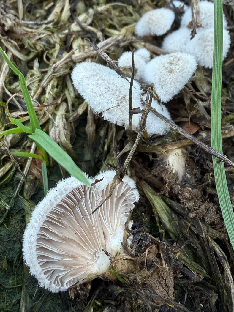 Photo © Sarah Ebdon Schizophyllum commune by Sarah Ebdon
